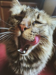 a cat with its mouth open and it's tongue hanging out, yawning