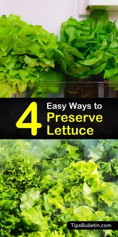 lettuce growing in the garden with text overlay that reads 4 easy ways to preserve lettuce