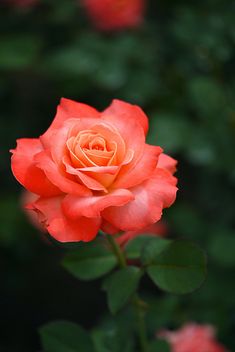 an orange rose with green leaves in the background