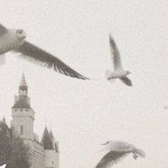 several birds are flying in front of a castle