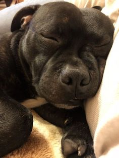 a small black dog sleeping on top of a bed next to a white pillow and blanket