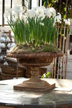 some white flowers are growing out of a potted planter on a table outside