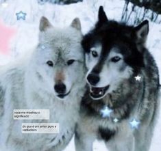 two husky dogs standing next to each other in the snow with stars on their collars