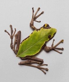 Dry Leaf Art, Twig Crafts, Leaf Collage, Twig Art, Nature Collage, Fall Arts And Crafts, Theme Nature, A Frog