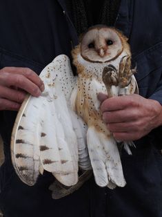 a man holding an owl in his hands