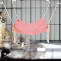 two kittens sitting in front of a cage with a hammock hanging from it's side