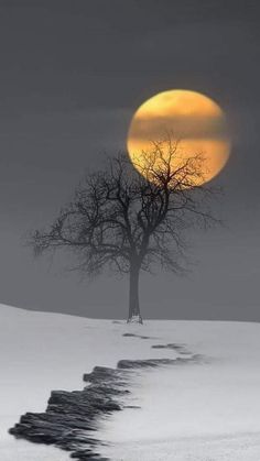 a lone tree in the middle of a snow covered field with a full moon behind it