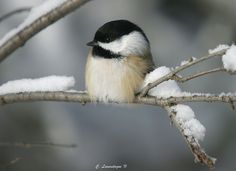 a small bird perched on top of a tree branch covered in snow and ice crystals