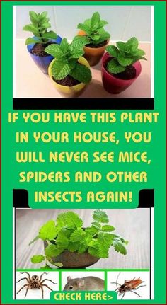 a poster with pictures of plants and insects