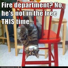 a cat laying on top of a red chair next to a wooden table and chairs