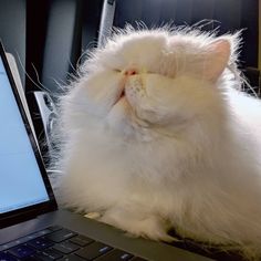 a fluffy white cat laying on top of a laptop computer next to it's keyboard