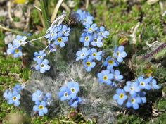 small blue flowers are growing on the ground