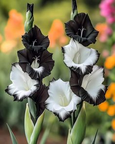 three black and white flowers in front of many colorful flowers on the other side of them