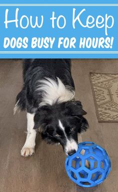 How to Keep Dog Busy While at Work Keep Dog Busy, Dog Busy Toys, Dog Toys For Boredom, Diy Pet Toys, Best Dog Toys