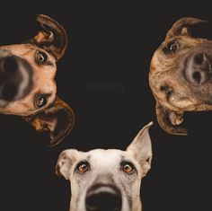 three dogs are looking at the camera with their eyes wide open and one dog's nose is sticking out