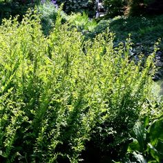 some very pretty green plants in the grass