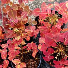 two potted plants with red leaves on them