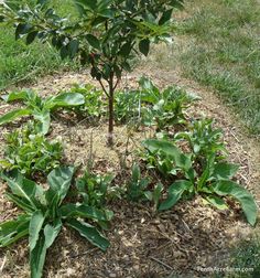 a small tree in the middle of a patch of grass