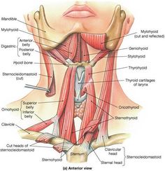 Anatomy Of The Neck, Punkty Spustowe, Neck Muscles, Bolesti Chrbta, Human Bones, Muscle Anatomy, Human Anatomy And Physiology