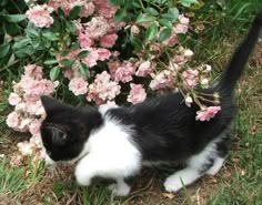 a black and white cat standing next to pink flowers