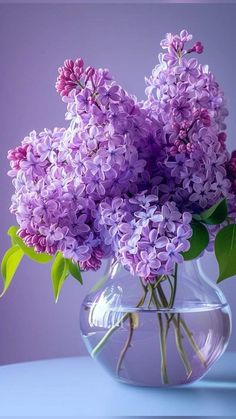 purple lilacs in a clear glass vase on a light blue table with green leaves