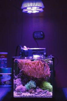 an aquarium with pink corals in it and purple lights on the wall behind it