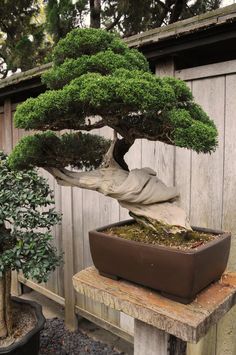 a bonsai tree in a pot on a bench