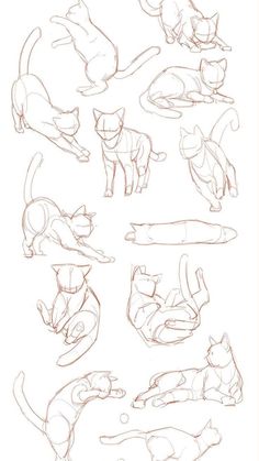 some cats that are laying down on the ground