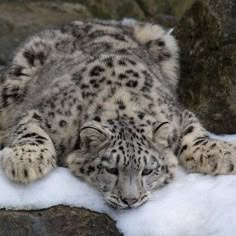 a snow leopard laying down on some snow