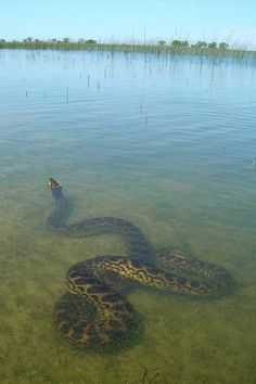 a large snake is in the water by itself