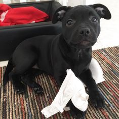 a small black dog laying on top of a rug