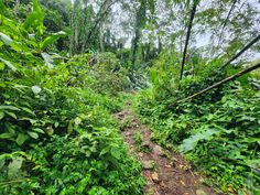 a dirt path in the middle of a forest filled with lots of green plants and trees