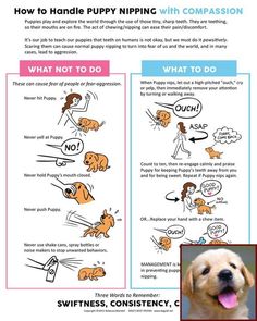 a poster with instructions on how to handle puppy nipping and what to do