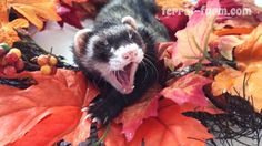 a ferret yawning while sitting on top of leaves