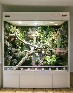 a fish tank filled with lots of plants and rocks