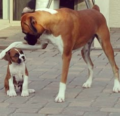 two dogs playing with each other on the sidewalk