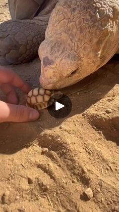 a person feeding a tortoise on top of a sandy ground in the sun