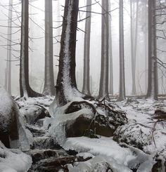 a stream running through a forest filled with lots of trees covered in snow and ice