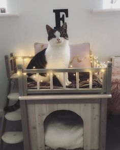 a black and white cat sitting on top of a dog bed with lights around it