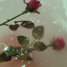 two red roses floating in water on a white surface