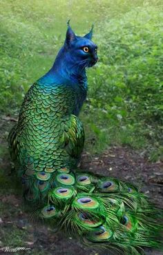 a peacock sitting on top of a lush green field