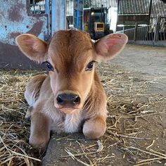 a baby cow sitting on top of dry grass