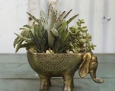 an elephant planter with succulents in it