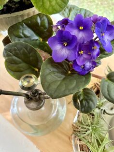 some purple flowers are in a glass vase