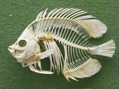 the skeleton of a fish is displayed on a green surface with an inscription below it