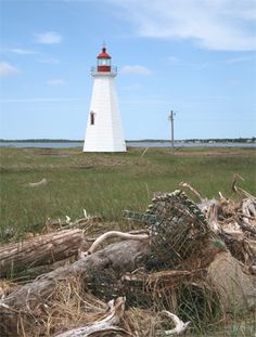 a lighthouse is in the distance near some dead trees and grass on the shore line