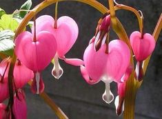 pink flowers blooming in the middle of a plant