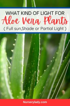 aloe vena plants with text overlay that says what kind of light for aloe vena plants full sun shade or partial light