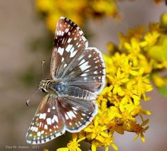 common checkered-skipper (Burnsius communis) Prairie Flowers, Prairie Flower, Cool Bugs, Small Butterfly, Arachnids, Minnesota, Bugs