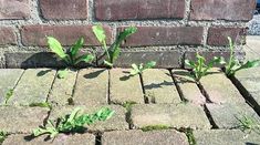 small green plants growing out of the bricks